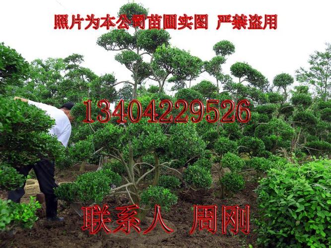 造型黃(huáng)楊樹價格小葉黃(huáng)楊種植基地精品造型黃(huáng)楊苗圃